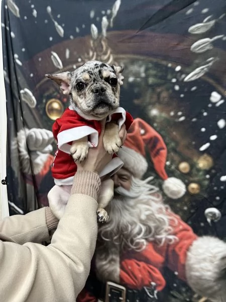 Bulldog francese | Foto 0