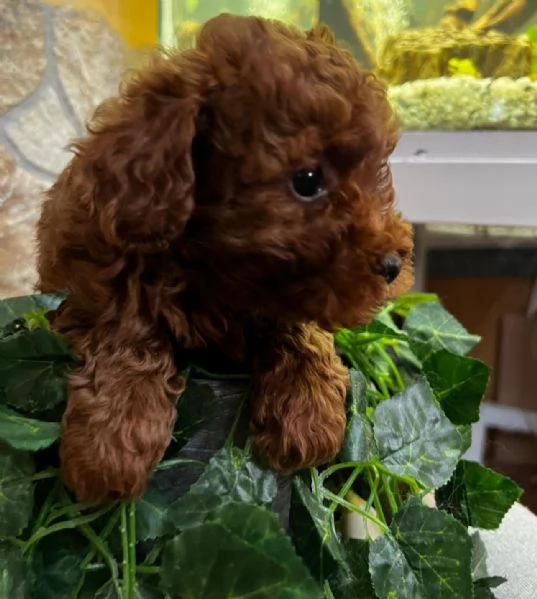 Barboncino toy | Foto 3