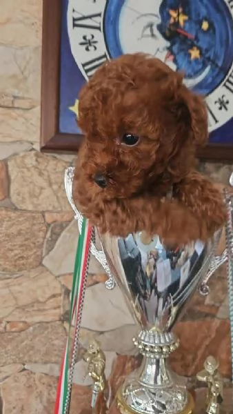 Barboncino toy | Foto 2