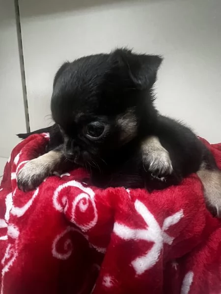 Chihuahua  | Foto 4