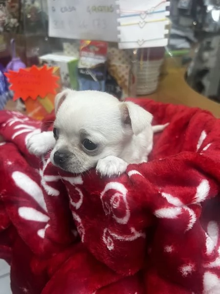 Chihuahua  | Foto 2
