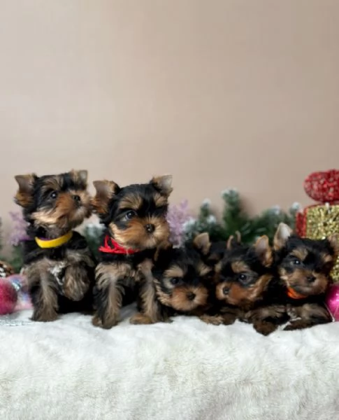 Cuccioli di Yorkie in vendita