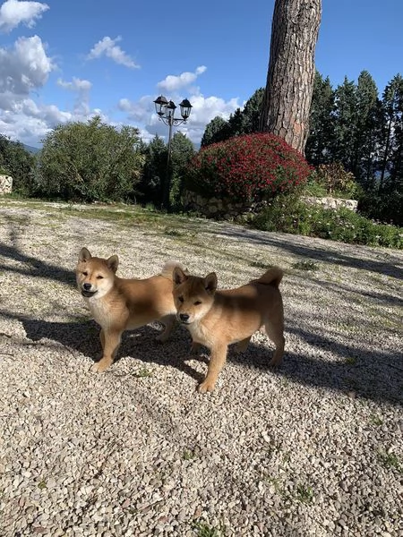 Vendo cuccioli di Shiba Inu