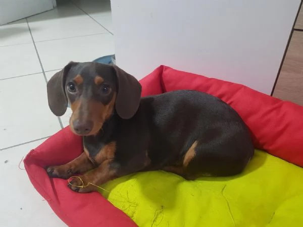 Regalo bassotto cioccolato di 1 anno maschio 