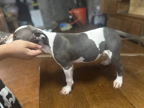 Vendo amstaff blue nose di 3 mesi 