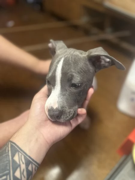 Vendo amstaff blue nose di 3 mesi  | Foto 4