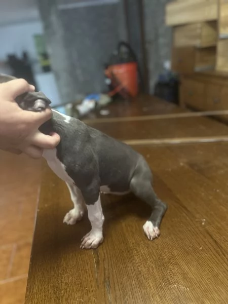 Vendo amstaff blue nose di 3 mesi  | Foto 3