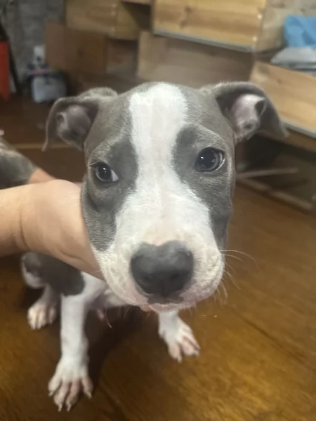 Vendo amstaff blue nose di 3 mesi  | Foto 2