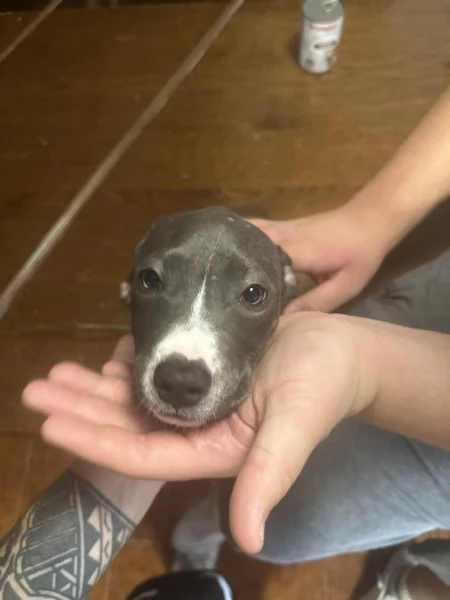 Vendo amstaff blue nose di 3 mesi  | Foto 1
