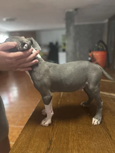 Vendo amstaff blue nose di 3 mesi  | Foto 0
