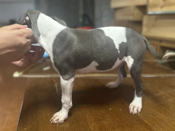 Regalo meravigliosi cuccioli d amstaff blue nose