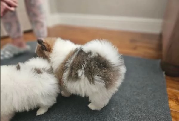 cuccioli di pomerania di razza pura