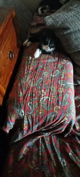 Regalo gattini