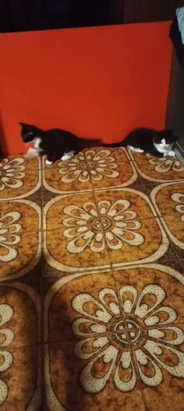 Regalo gattini | Foto 2