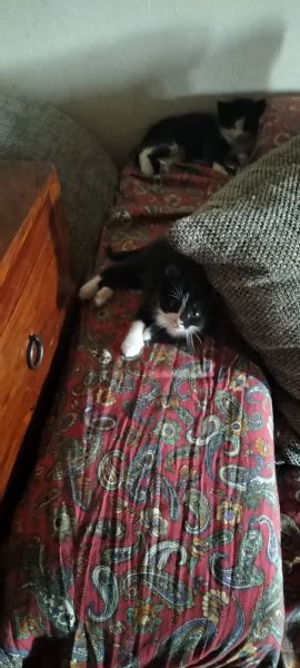 Regalo gattini | Foto 1