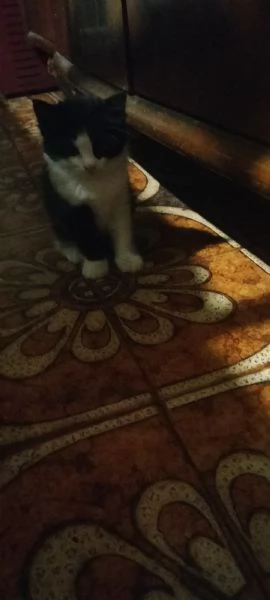 Regalo gattini | Foto 0