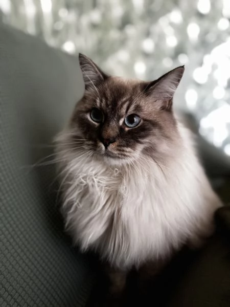 Gatto siberiano 