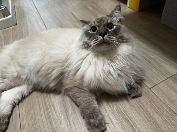 Gatto siberiano  | Foto 1