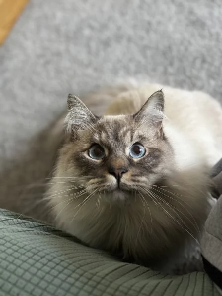Gatto siberiano  | Foto 0