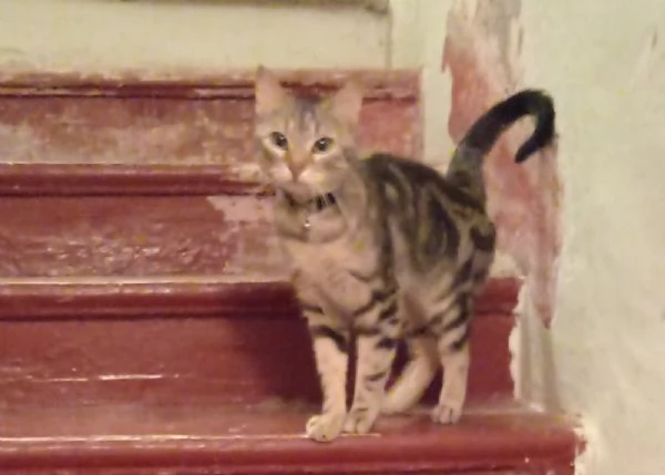 Gatti  | Foto 0
