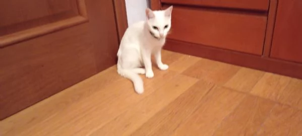 Gatti  | Foto 0