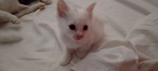 Gattini 