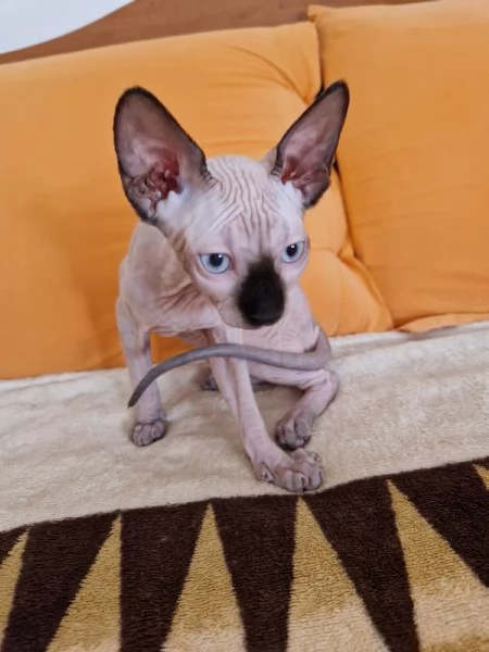 Sphynx 