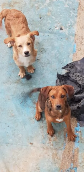 Regalo tre cuccioletti | Foto 5