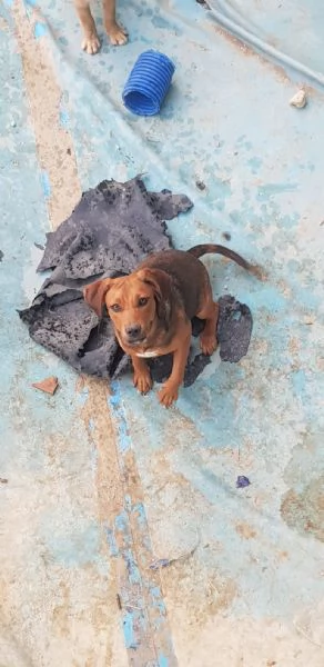 Regalo tre cuccioletti | Foto 3
