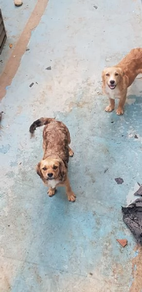 Regalo tre cuccioletti | Foto 0