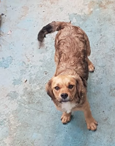 Diamo un Natale a tre cagnolini | Foto 1