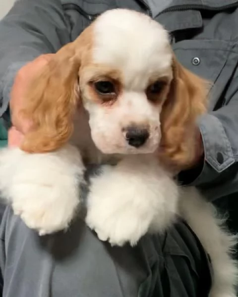 Vendita cuccioli di cocker spaniel