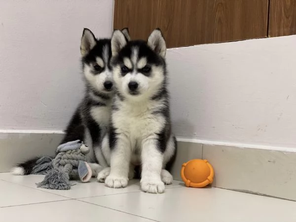 Regalo cuccioli di husky siberiano  maschi e femmina  
