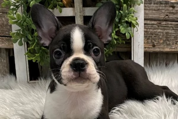 regalo maschio e femmina bouledogue francese con pedigree