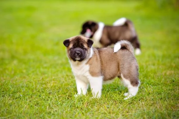 regalo cuccioli di akita inu 