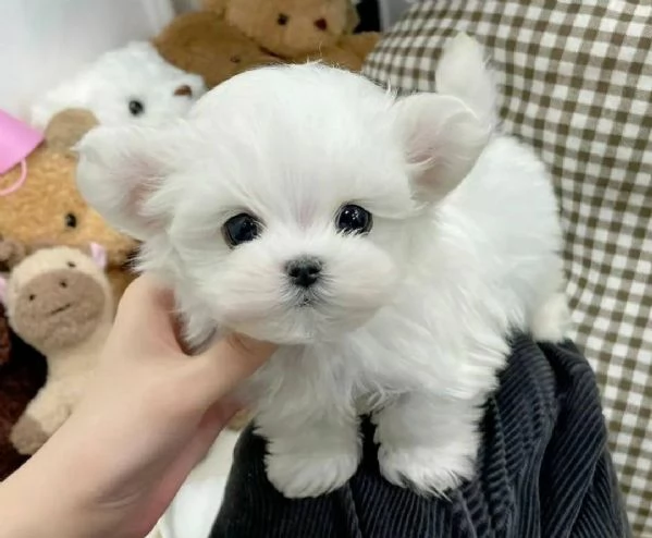 cuccioli di maltesi mini toy 