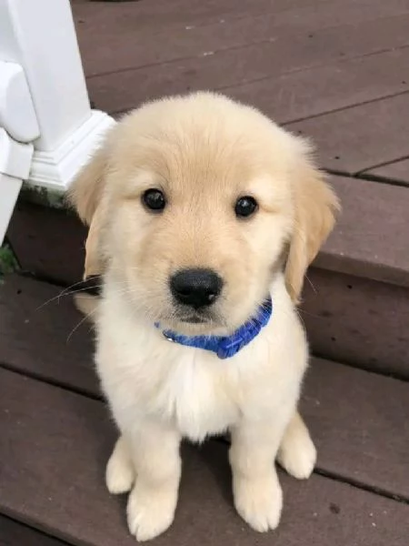 regalo golden retriever cuccioli per ladozione