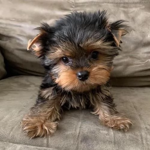 Regalo cuccioli di yorkshire