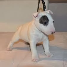 maschio e femmina cucciolo bulll terrier