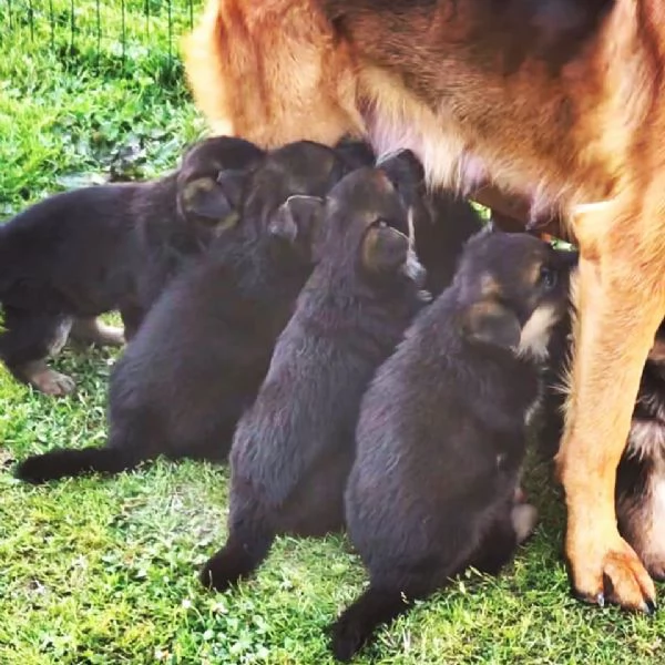 regalo pastor tadesco cuccioli disponible per ladozione