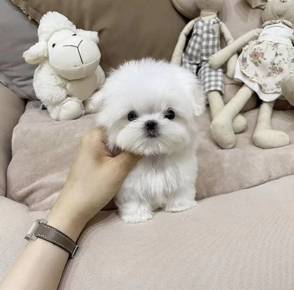 Regalo maltese toy cuccioli disponibile per ladozione