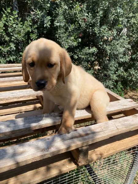 Cane labrador