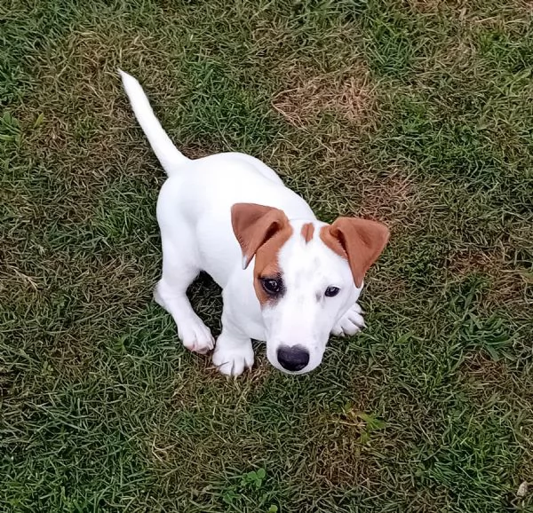  CUCCIOLI JACK RUSSEL TERRIER CON PEDIGREE