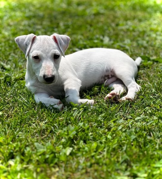  CUCCIOLI JACK RUSSEL TERRIER CON PEDIGREE | Foto 0
