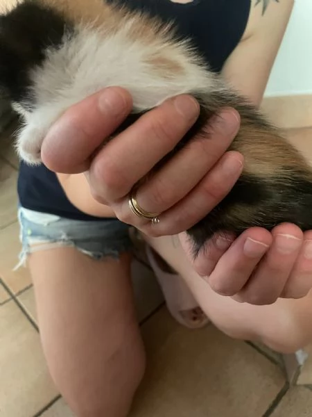 Gattini in regalo  | Foto 6