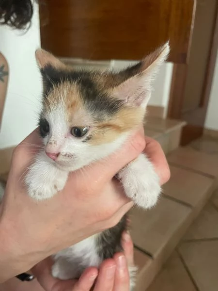 Gattini in regalo 