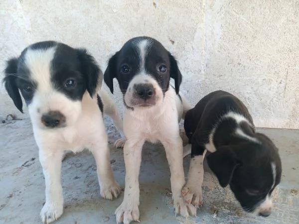 Cuccioli di Breton
