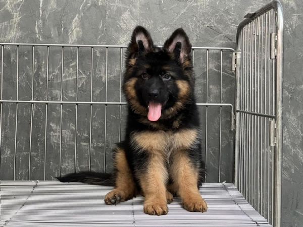 Regalo cucciole femmine di pastore tedesco colore 