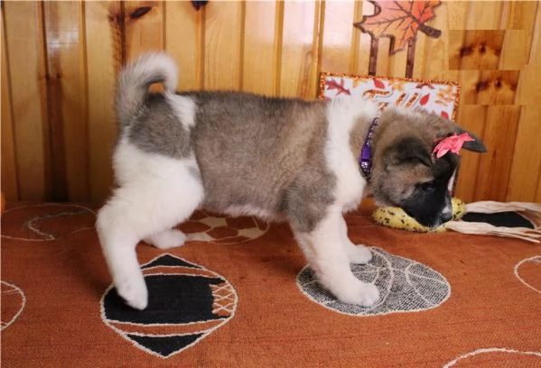cuccioli di akita inu regalo