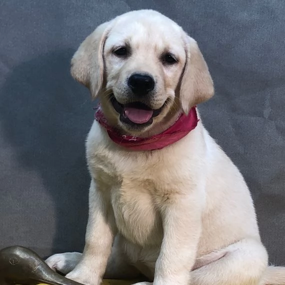 Cuccioli di Labrador Pronti subito